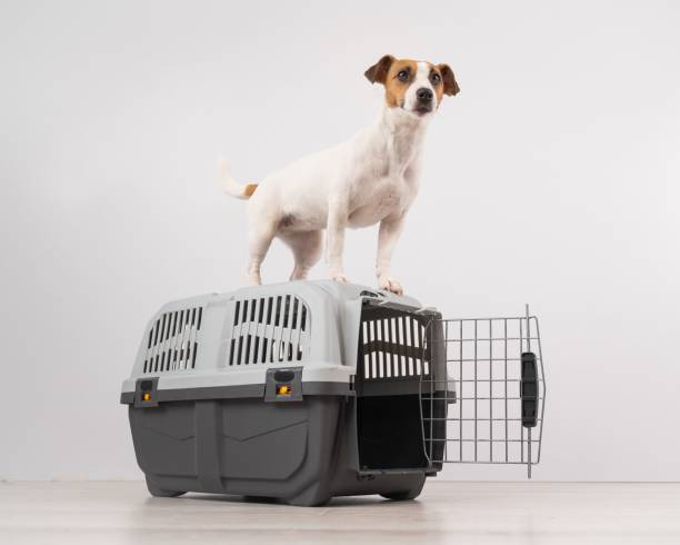 istock Jack Russell Terrier dog stands on a travel box. 2167332662