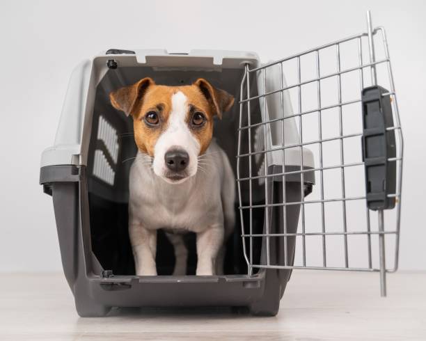 istock Jack Russell Terrier dog inside a travel box with open door. 2167332728