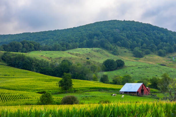 istock Summer on the Appalachian farm 2167333946