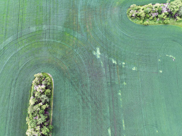 istock Top down view of grain field in mid summer 2167335621