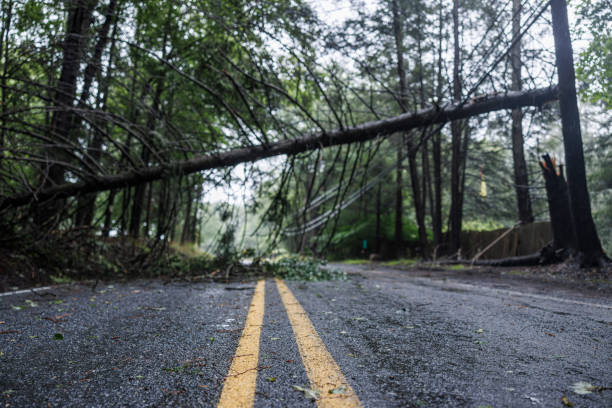 istock Nature's fury disrupts forest path. Massive tree blocks road in Poconos woodland after storm. 2167336085
