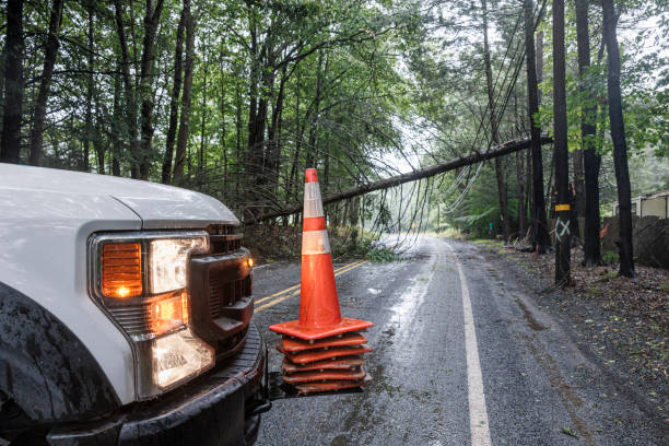 Road blockage disrupts Poconos traffic. Fallen tree creates hazard on rain-soaked forest highway after storm.