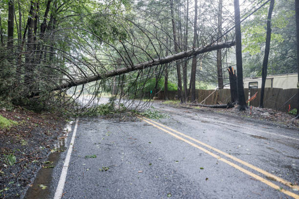 istock Storm topples tree, blocking forest road. Emergency response assesses hazardous conditions in Poconos. 2167336091