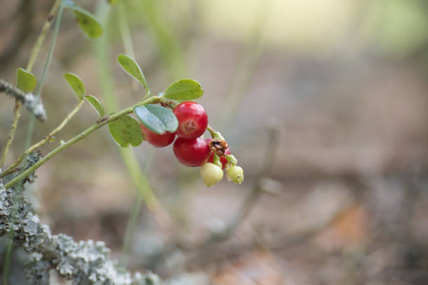 Shallow depth food composition with lingonberries in rustic wooden spoons on a charred dark wood surface. Natural textures perfect for wild berries, organic food, forest harvest and Nordic style visuals.