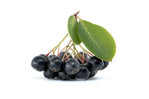 istock Fresh black chokeberries with green leaves on white background 2167336558