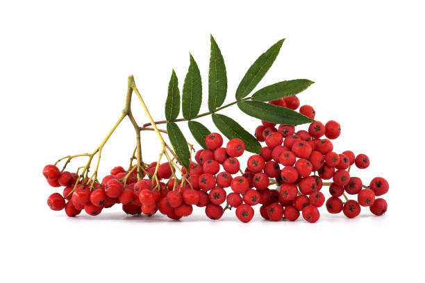 istock Bright red rowan berries with green leaves isolated on a white background 2167336566