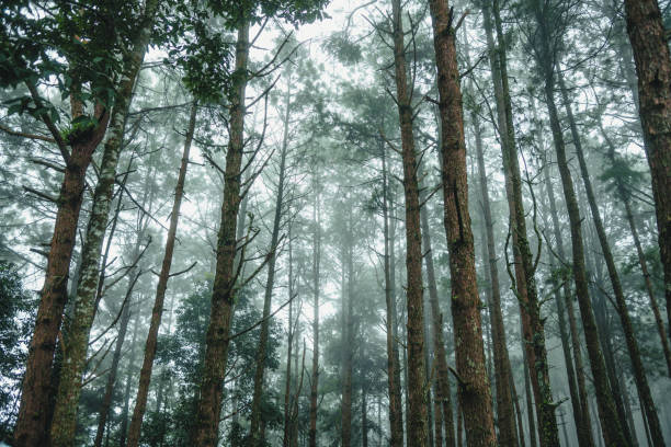 istock Tropical rain forest and fog background 2167337614