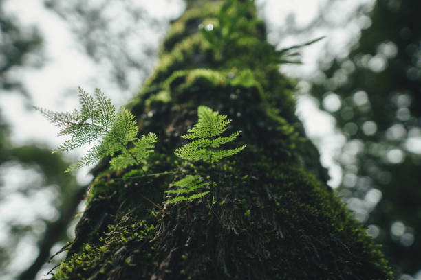 Ferns and moss on pine trees in an old forest,nature