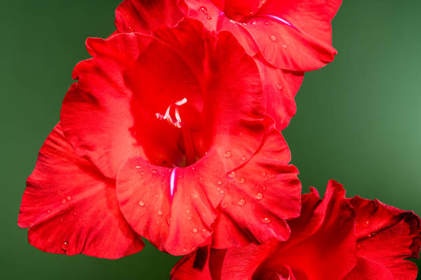 Beautiful Blooming red gladiolus Oscar on a green background. Flower head close-up.