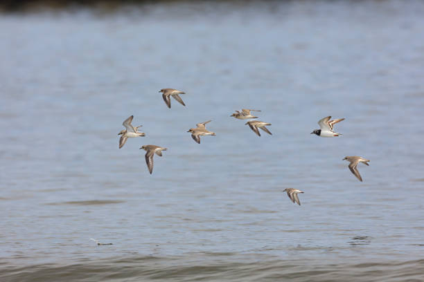 istock A mixed flock of three waterfowl species 2167338218