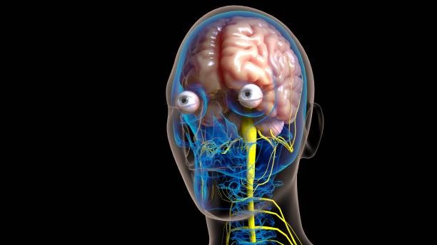 Human brain central nervous system anatomy for medical concept 3D illustration