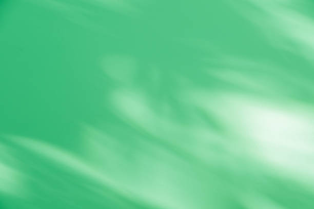 Palm leaf on a green surface with shadow. Stylish background for presentation.