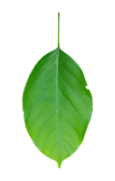 istock green leaf isolated on transparent background, PNG File. 2167338729
