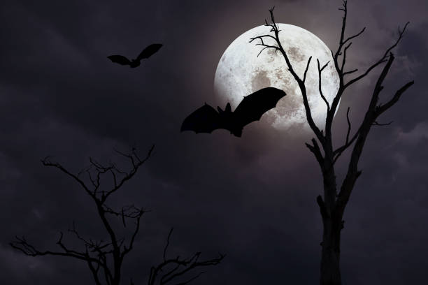 istock Spooky halloween background with silhouette dead tree at night full moon 2167338751