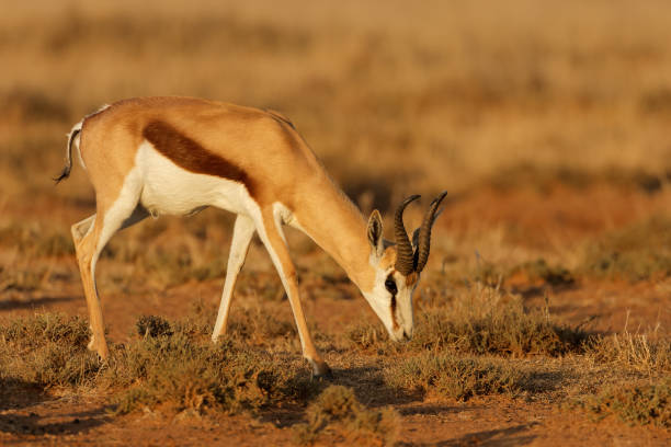 istock A springbok antelope (Antidorcas marsupialis) in late afternoon light, South Africa 2167338790