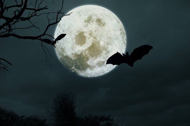 istock Spooky halloween background with silhouette dead tree at night full moon 2167338803