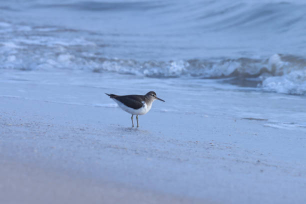 Common sandpiper standing on the beach.