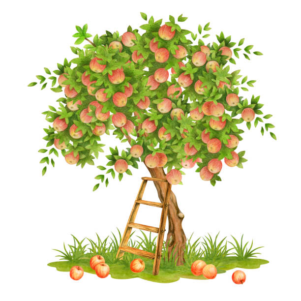 20,700+ Fruit Tree Drawing Stock Photos, Pictures & Royalty-Free