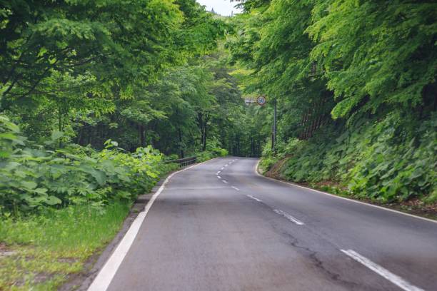 istock A Serene Journey Through the Verdant Forest Road 2167339735