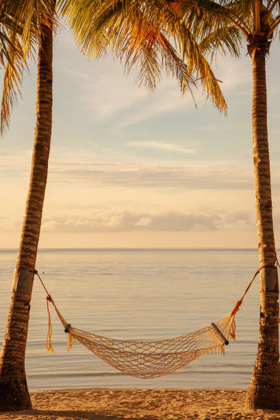 istock Hammock under coconut palm trees on the tropical beach during the sunset 2167339821