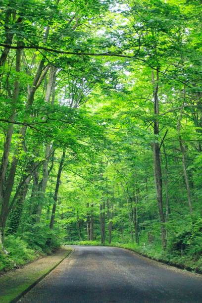 istock A Serene Journey Through the Verdant Forest Road 2167339832