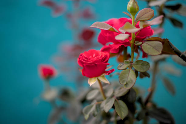 Pink & White Marbled Garen Rose Bush Plant in a Tin Pot in Bright Sunlight with a Neutral Background