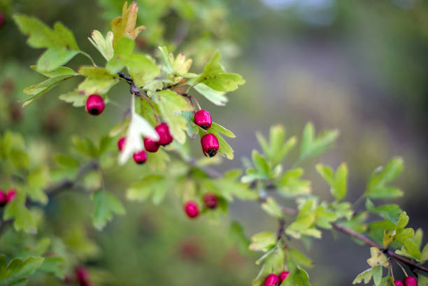 Hawthorn with red fruits, Crataegus monogyna, . Natural beautiful background.