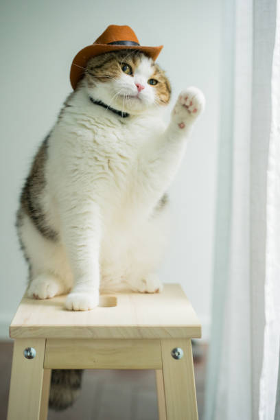 istock scottish tabby cat with vintage cowboy costume 2167344078
