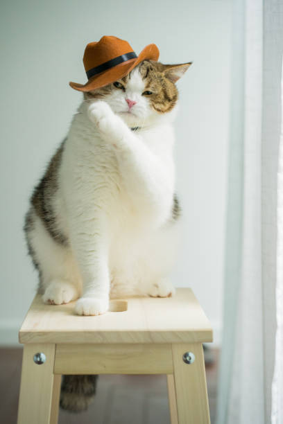 Cat holding measuring tape at home. Kitten is 4 mont’s old. Horizontal full length indoors shot with copy space. No face. This was taken in Montreal, Quebec, Canada.