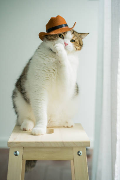 istock scottish tabby cat with vintage cowboy costume 2167344107
