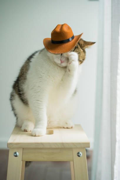 istock scottish tabby cat with vintage cowboy costume 2167344112