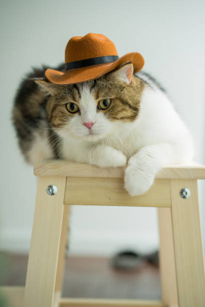 istock scottish tabby cat with vintage cowboy costume 2167344120
