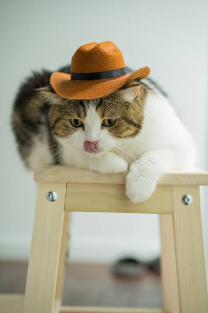 istock scottish tabby cat with vintage cowboy costume 2167344123