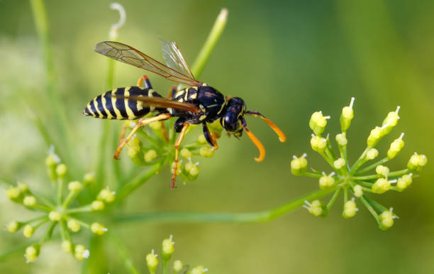 istock Wasp on a yellow flower. Macro 2167344622