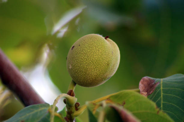 Green walnuts grown in a village in Kirsehir