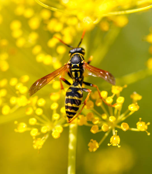 istock Wasp on a yellow flower. Macro 2167344857