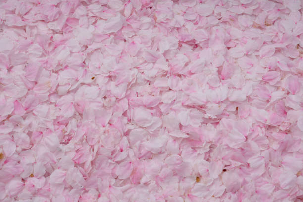 istock [Background material] Carpet of cherry blossom petals 2167345760