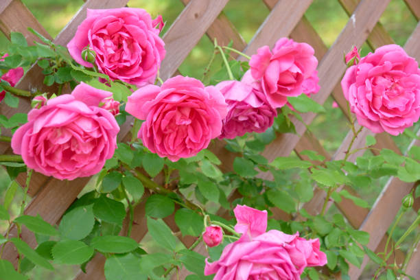 istock Pink roses blooming in the garden 2167345828