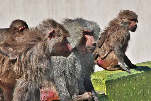 Mantelpavian / Hamadryas Baboon / Papio hamadryas