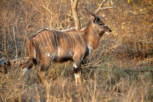 istock Young male nyala 2167347088