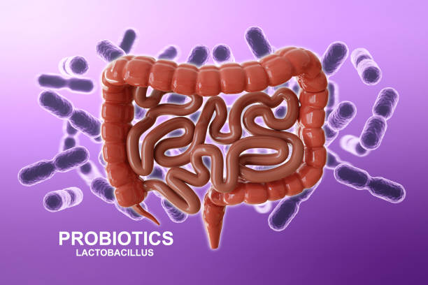 istock Human intestines with probiotics 2167348447