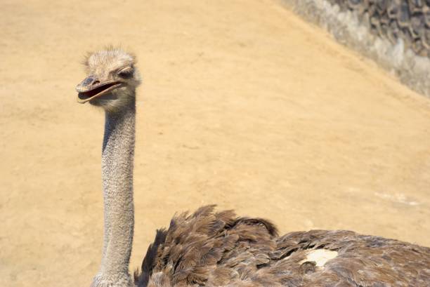 an ostrich in an outdoor park on a sunny day with a copy space area