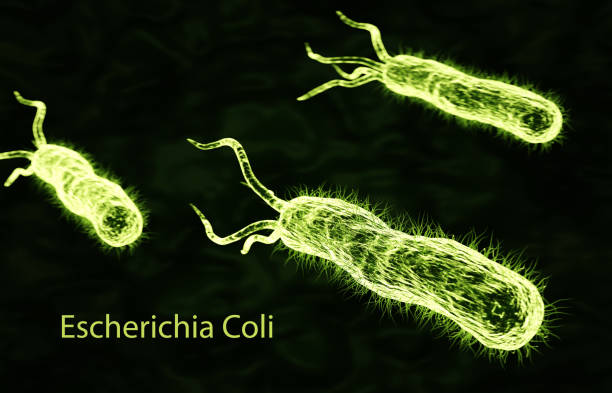 istock Escherichia Coli bacteria cell 2167348679
