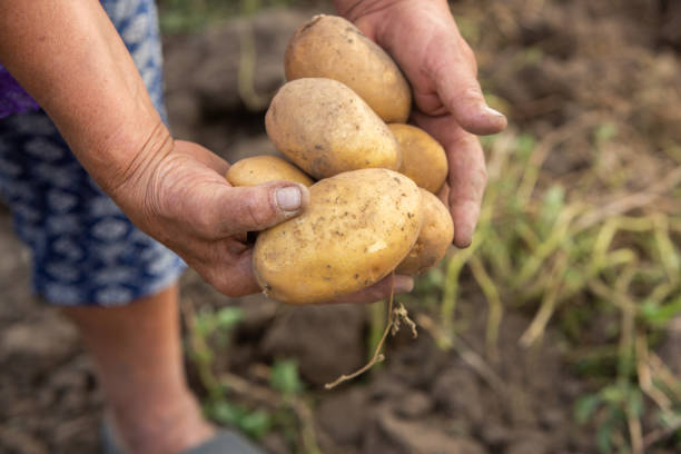 istock Harvesting potatoes in Peru. Farmer selecting native potatoes from the Peruvian Andes. 2167349307