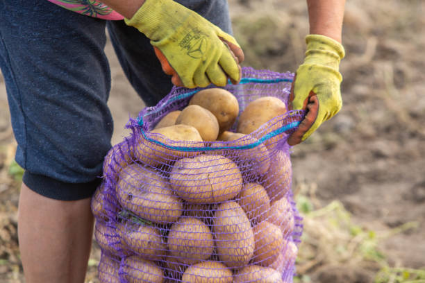 istock Harvesting potatoes in Peru. Farmer selecting native potatoes from the Peruvian Andes. 2167349336
