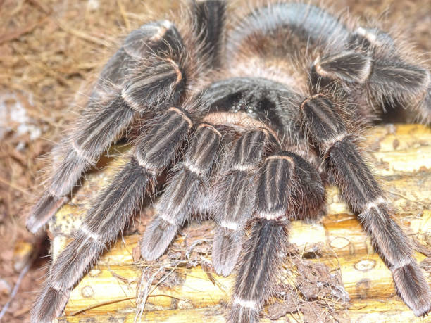 istock Brazilian Salmon Pink Birdeater Tarantula (Lasiodora parahybana) 2167349794