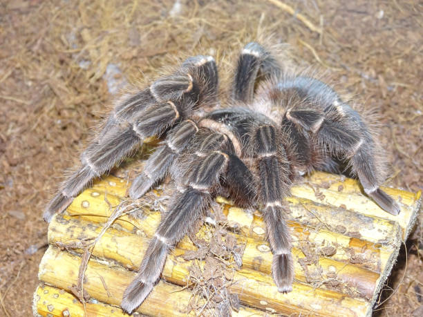 istock Brazilian Salmon Pink Birdeater Tarantula (Lasiodora parahybana) 2167349838
