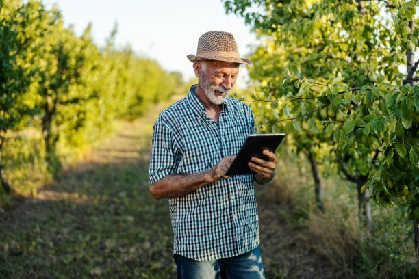 istock A senior agriculturalist checking on fruit in orchard with his tablet. 2167351742