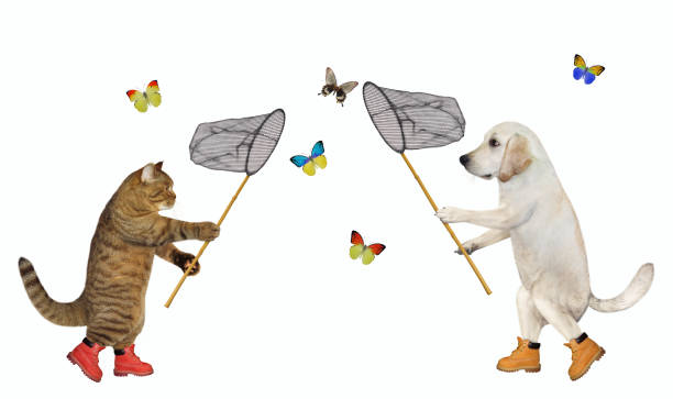 istock Cat and dog labrador catching butterflies 2167351803