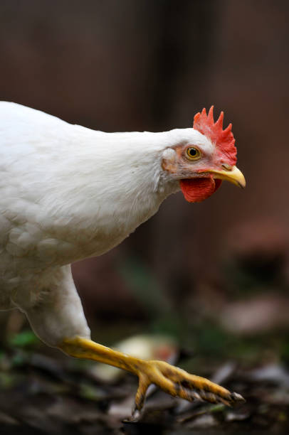 istock chicken on the farm 2167353544